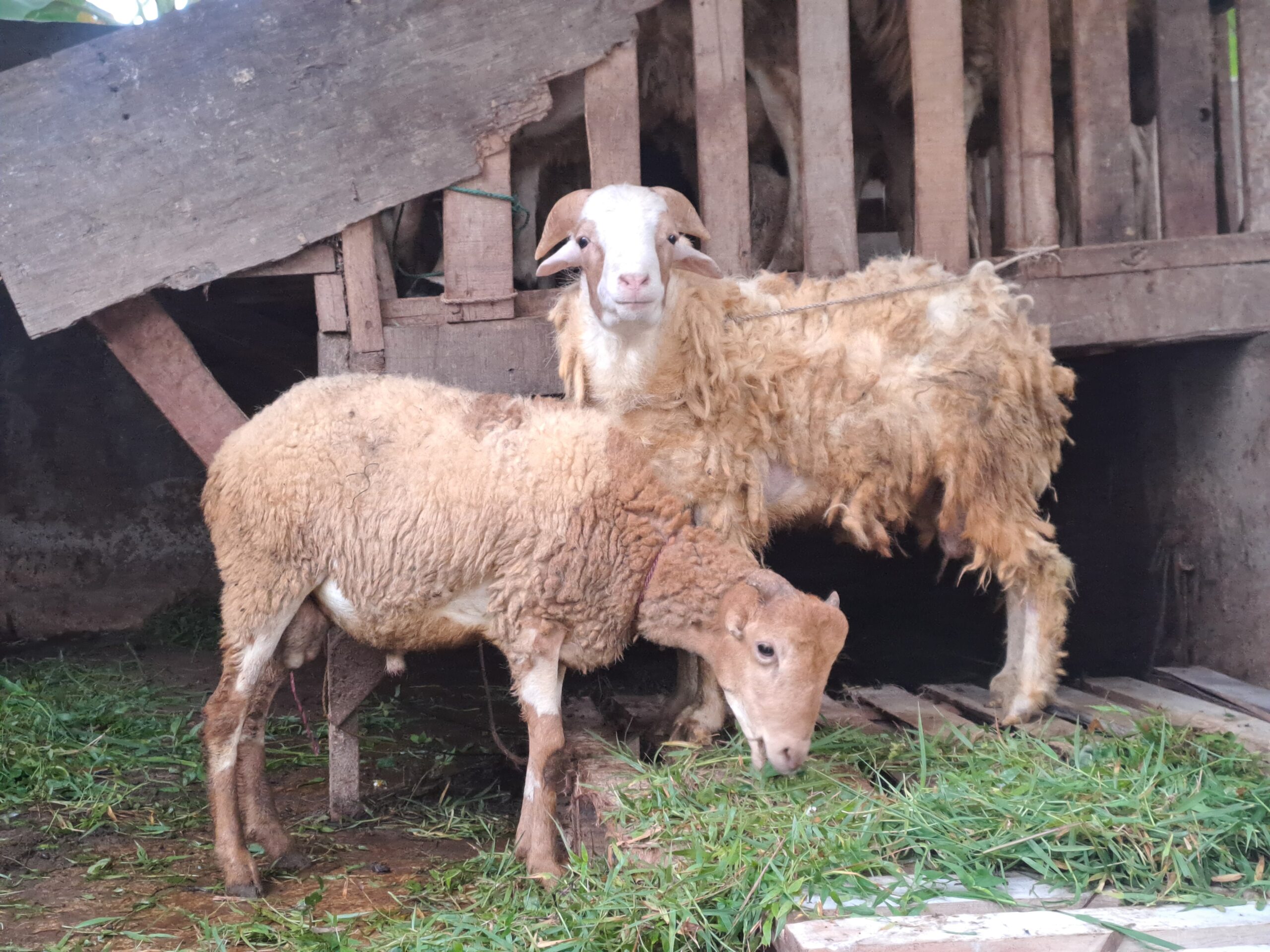 Qurban Bersama MUBAGI 1446 H